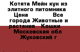 Котята Мейн-кун из элитного питомника › Цена ­ 20 000 - Все города Животные и растения » Кошки   . Московская обл.,Жуковский г.